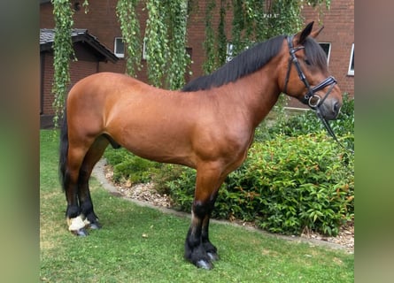 Andere Rassen, Ruin, 7 Jaar, 156 cm, Bruin