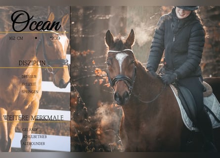 Andere Rassen, Ruin, 7 Jaar, 162 cm, Bruin