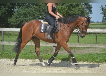 Andere Rassen, Ruin, 7 Jaar, 168 cm, Bruin