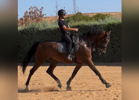 Andere Rassen Mix, Ruin, 7 Jaar, 173 cm, Donkere-vos