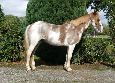 Andere Rassen, Ruin, 8 Jaar, 145 cm, Overo-alle-kleuren