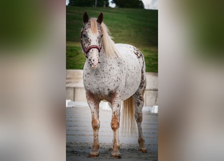 Andere Rassen, Ruin, 8 Jaar, 147 cm, Appaloosa