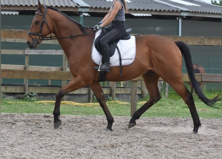 Andere Rassen, Ruin, 8 Jaar, 162 cm, Bruin