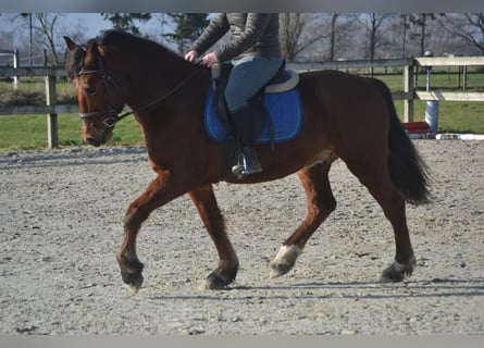 Andere Rassen, Ruin, 9 Jaar, 151 cm, Bruin