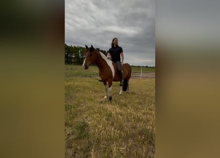 Andere Rassen, Ruin, 9 Jaar, 152 cm, Gevlekt-paard