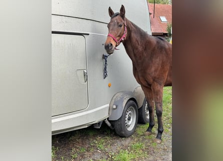 Andra fullblod, Sto, 8 år, 164 cm, Brun