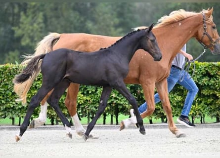 Andra raser, Hingst, Föl (05/2024)