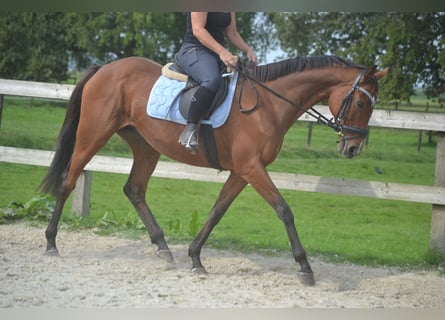 Andra raser, Sto, 14 år, 161 cm, Brun