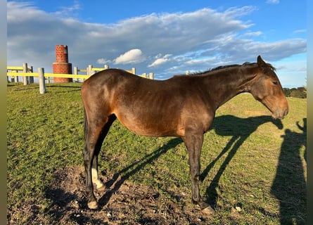Andra raser, Sto, 1 år, Mörkbrun
