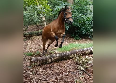 Andra raser, Sto, 5 år, 110 cm, Ljusbrun