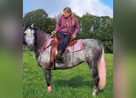 Andra raser, Sto, 5 år, 160 cm, Gråskimmel