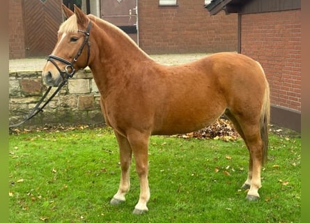 Andra raser Blandning, Sto, 6 år, 135 cm, fux