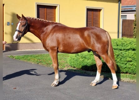 Andra raser, Sto, 6 år, 151 cm, Fux med ål