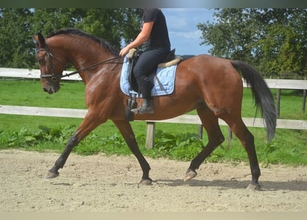 Andra raser, Sto, 9 år, 164 cm, Brun