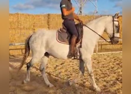 Andra raser Blandning, Valack, 11 år, 161 cm, Grå