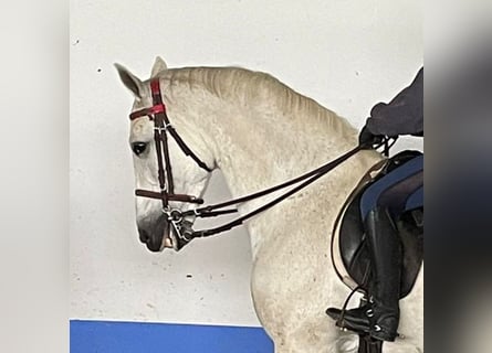 Andra raser, Valack, 13 år, 162 cm, Grå