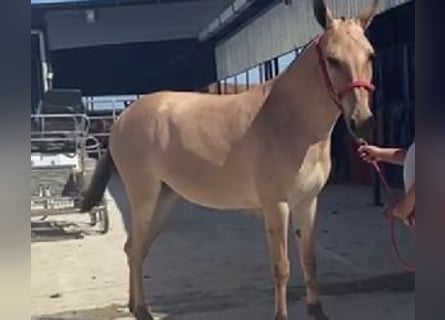 Andra raser Blandning, Valack, 2 år, 153 cm, Overo-skäck-alla-färger