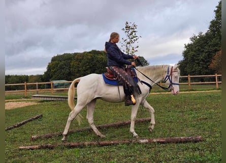 Andra raser, Valack, 3 år, 152 cm, Cremello