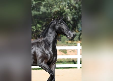 Andra raser Blandning, Valack, 3 år, 156 cm, Mörkbrun