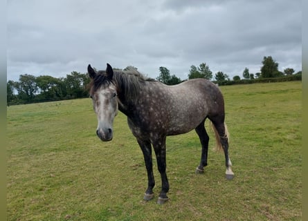 Andra raser, Valack, 3 år, 170 cm, Grå