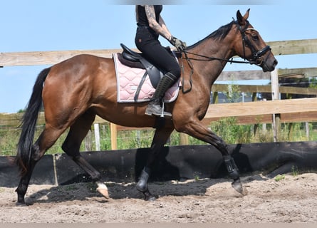 Andra raser, Valack, 4 år, 162 cm, Mörkbrun