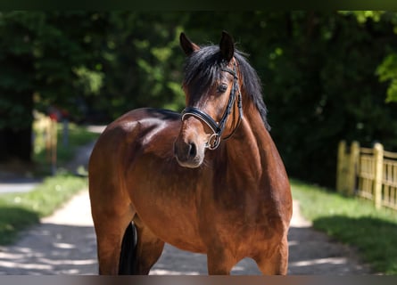 Andra raser, Valack, 5 år, 133 cm, Brun