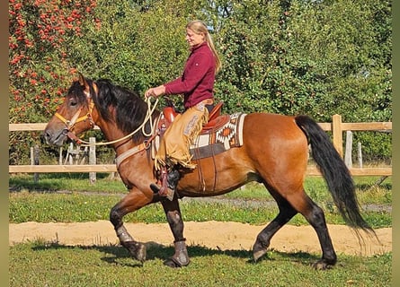 Andra raser, Valack, 5 år, 156 cm, Brun