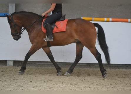 Andra raser, Valack, 7 år, 164 cm, Brun