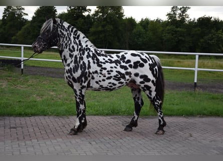 Andra tunga hästar Blandning, Hingst, 6 år, 158 cm, Leopard-Piebald