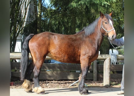 Andra tunga hästar, Sto, 13 år, 160 cm, Brun