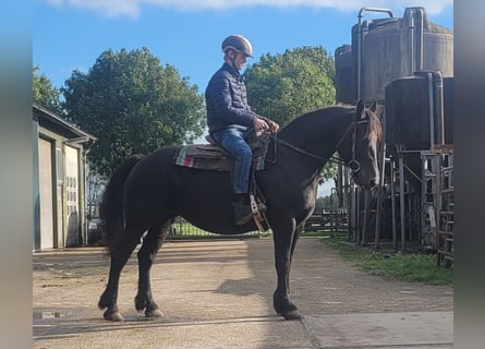 Andra tunga hästar Blandning, Sto, 6 år, 158 cm, Svart
