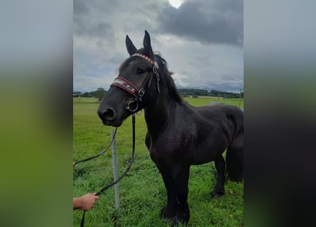 Weitere Kaltblüter, Wallach, 3 Jahre, 160 cm, Rappe