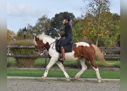 Andra tunga hästar, Valack, 4 år, 152 cm, Pinto