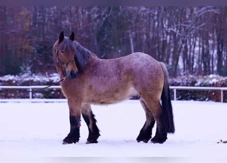 Andra tunga hästar, Valack, 9 år, 165 cm, Brun