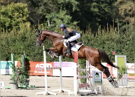 Weitere Warmblüter, Hengst, 11 Jahre, 168 cm, Brauner