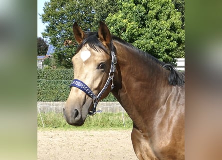 Andra varmblod, Hingst, 2 år, 170 cm, Gulbrun