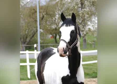 Andra varmblod, Hingst, 3 år, 168 cm, Pinto