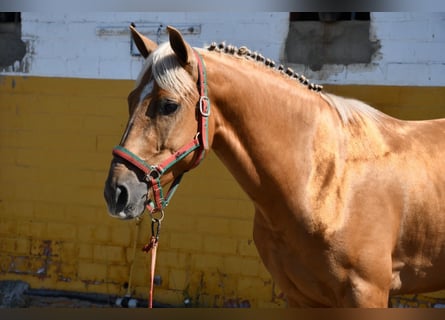 Andra varmblod, Hingst, 4 år, 155 cm, Palomino