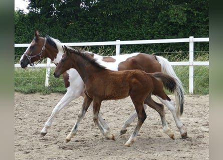 Andra varmblod, Hingst, Föl (03/2023), 170 cm, Brun