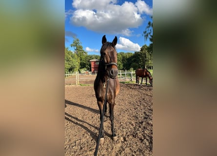 Weitere Warmblüter, Stute, 13 Jahre, 160 cm, Dunkelbrauner