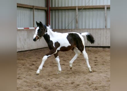 Andra varmblod, Sto, 1 år, 168 cm, Pinto