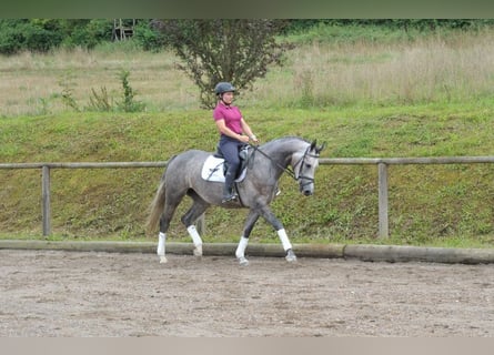 Andra varmblod, Sto, 4 år, 163 cm, Grå