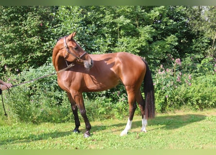 Andra varmblod, Sto, 6 år, 170 cm, Brun