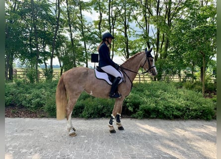 Andra varmblod Blandning, Sto, 8 år, 164 cm, Grå-röd-brun