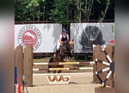 Andra varmblod, Valack, 12 år, 154 cm, Mörkbrun