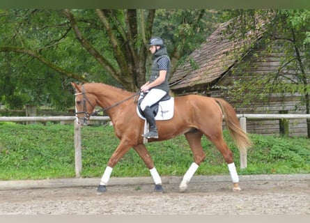 Weitere Warmblüter, Wallach, 3 Jahre, 174 cm, Fuchs