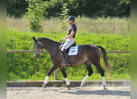 Andra varmblod, Valack, 4 år, 168 cm, Grå-blå-brun