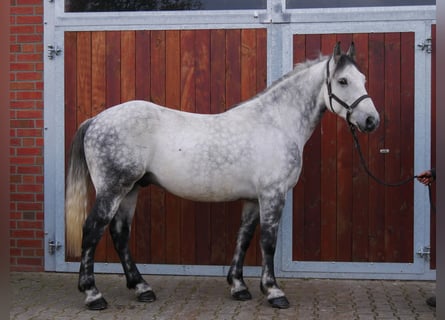 Andra varmblod Blandning, Valack, 5 år, 155 cm