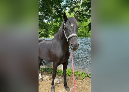 Weitere Warmblüter, Wallach, 6 Jahre, 155 cm, Rappe