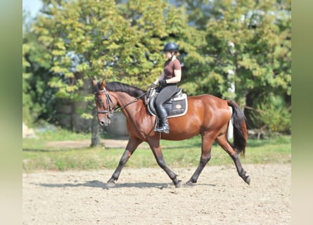 Andra varmblod, Valack, 6 år, 158 cm, Brun